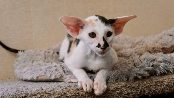 PURITAN ORIENTAL KITTEN CATTERY