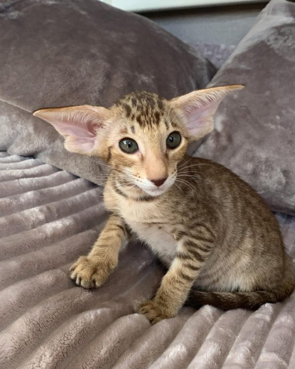 PURITAN ORIENTAL KITTEN CATTERY