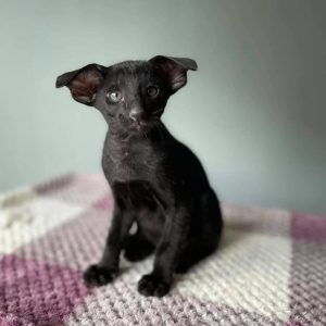 PURITAN ORIENTAL KITTEN CATTERY