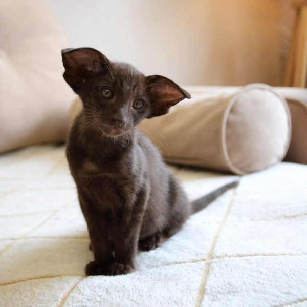 PURITAN ORIENTAL KITTEN CATTERY