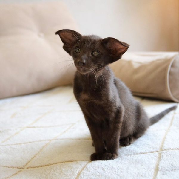 PURITAN ORIENTAL KITTEN CATTERY