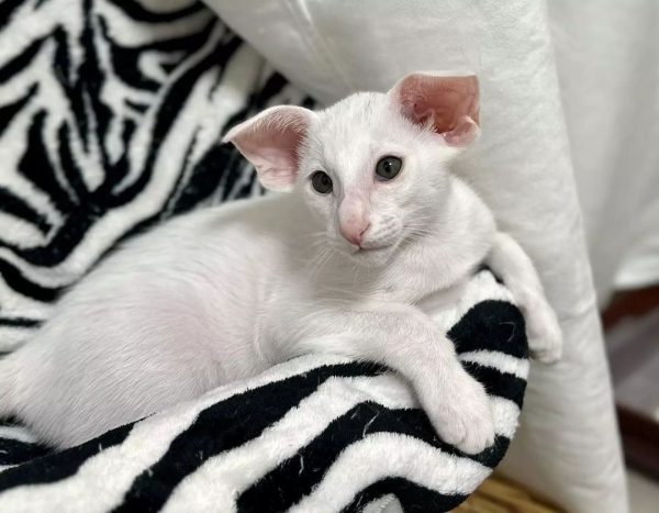 PURITAN ORIENTAL KITTEN CATTERY