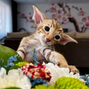 PURITAN ORIENTAL KITTEN CATTERY