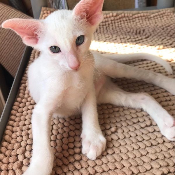 PURITAN ORIENTAL KITTEN CATTERY