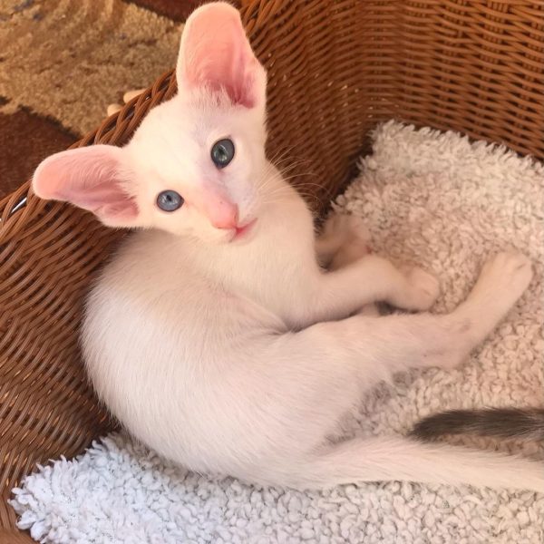 PURITAN ORIENTAL KITTEN CATTERY